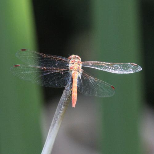 Sympetrum striolatum